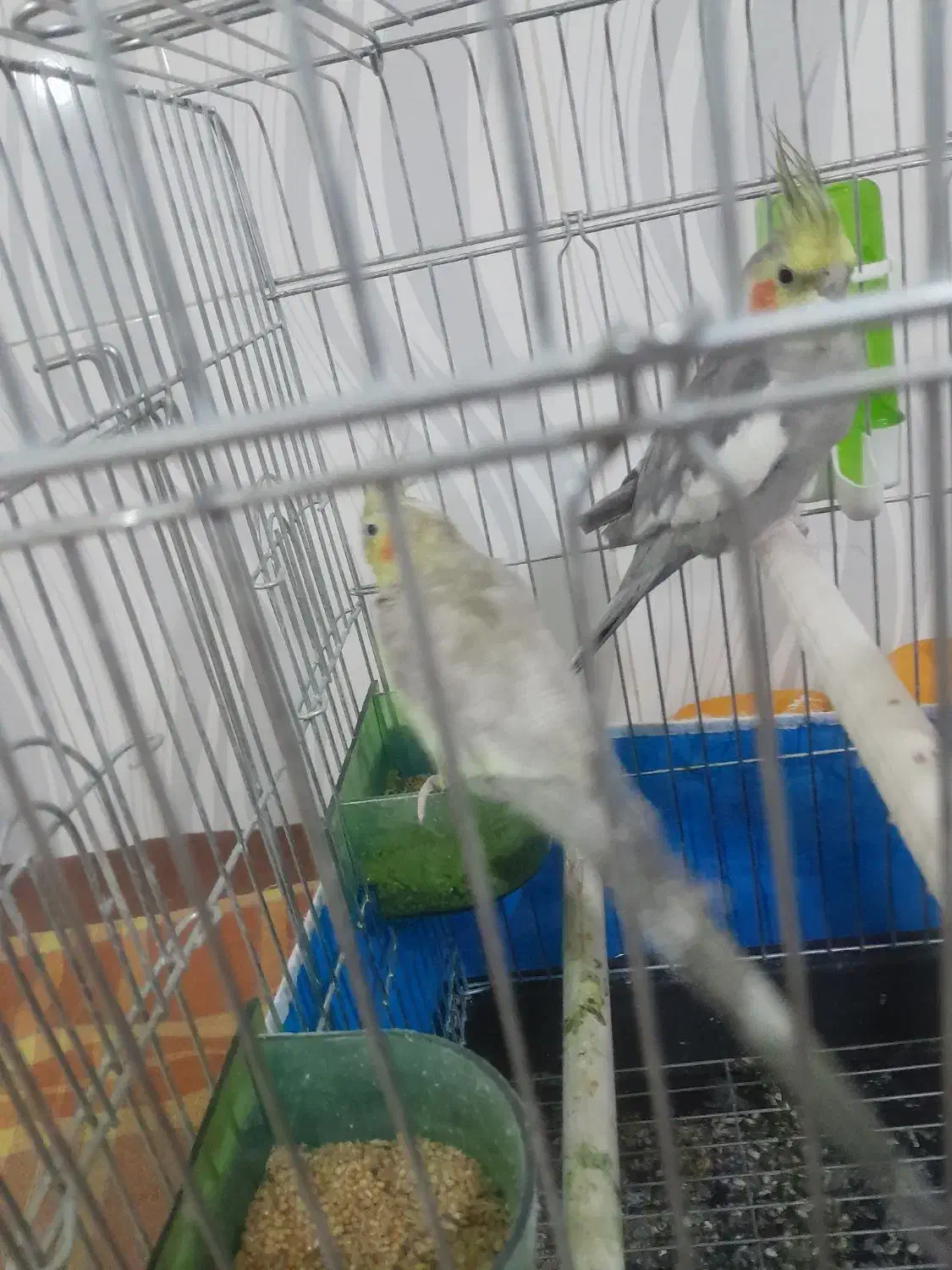 قیمت ۲۵۰۰۰۰۰۰|پرنده|قزوین, |دیوار