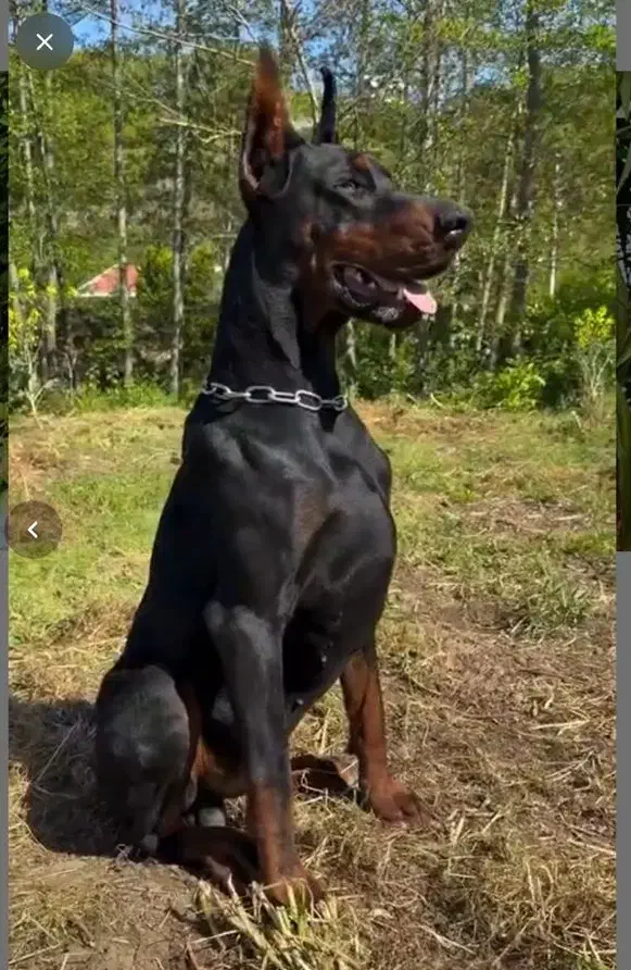 داگو گریت دین آکیتا آلابای خراسانی|سگ|تهران, سعادت‌آباد|دیوار