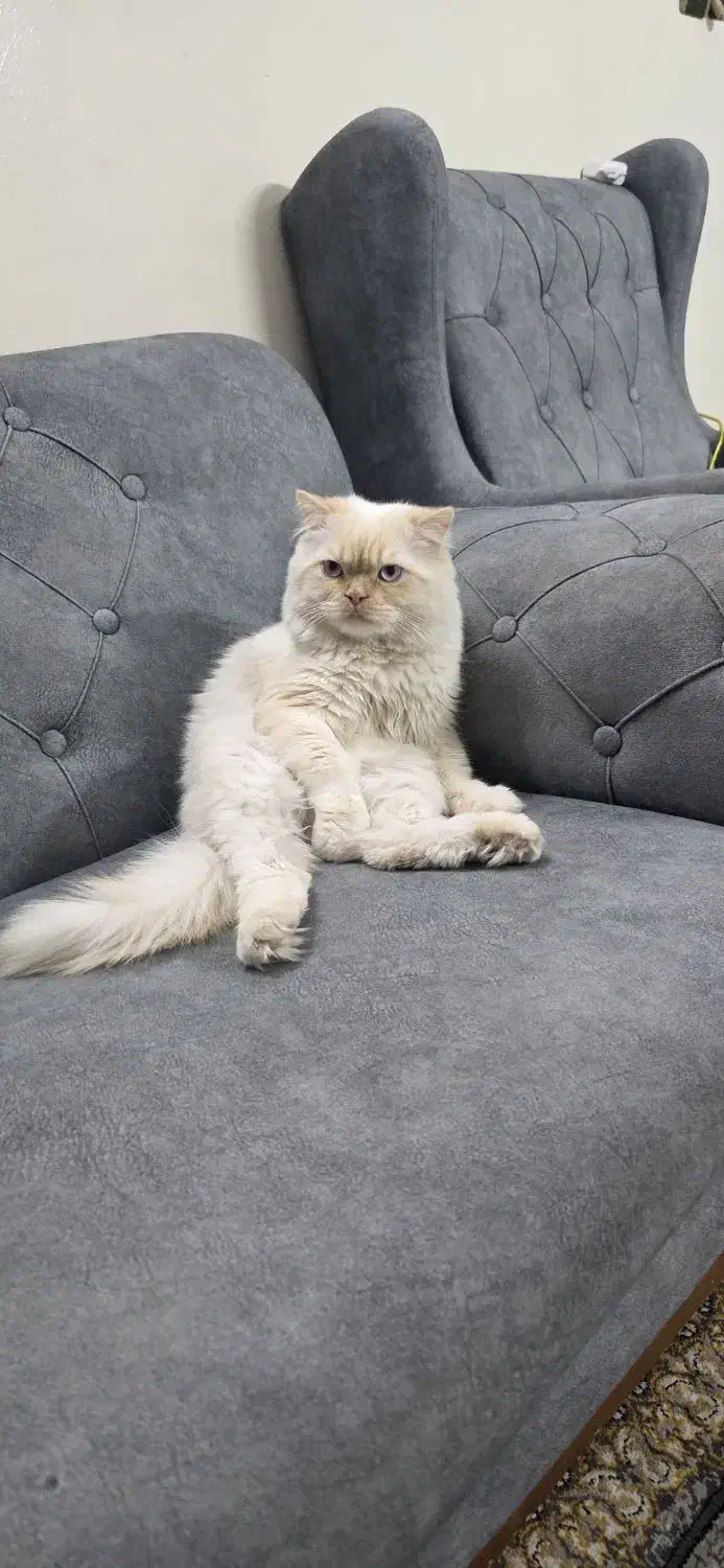 گربه نر بریتیش ۱ ساله|گربه|اصفهان, پوریای ولی|دیوار