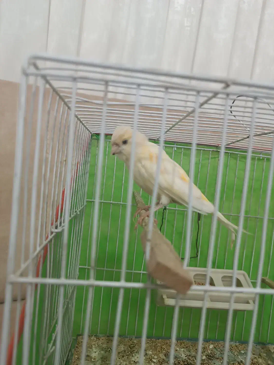 قناری ماده معاوضه با عروس|پرنده|سبزوار, باهنر|دیوار