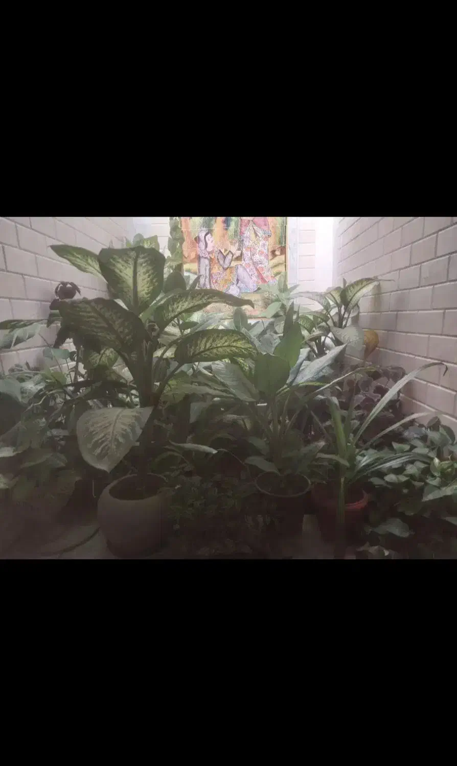 گل اپارتمانی|گل و گیاه طبیعی|فیروزآباد (فارس), |دیوار