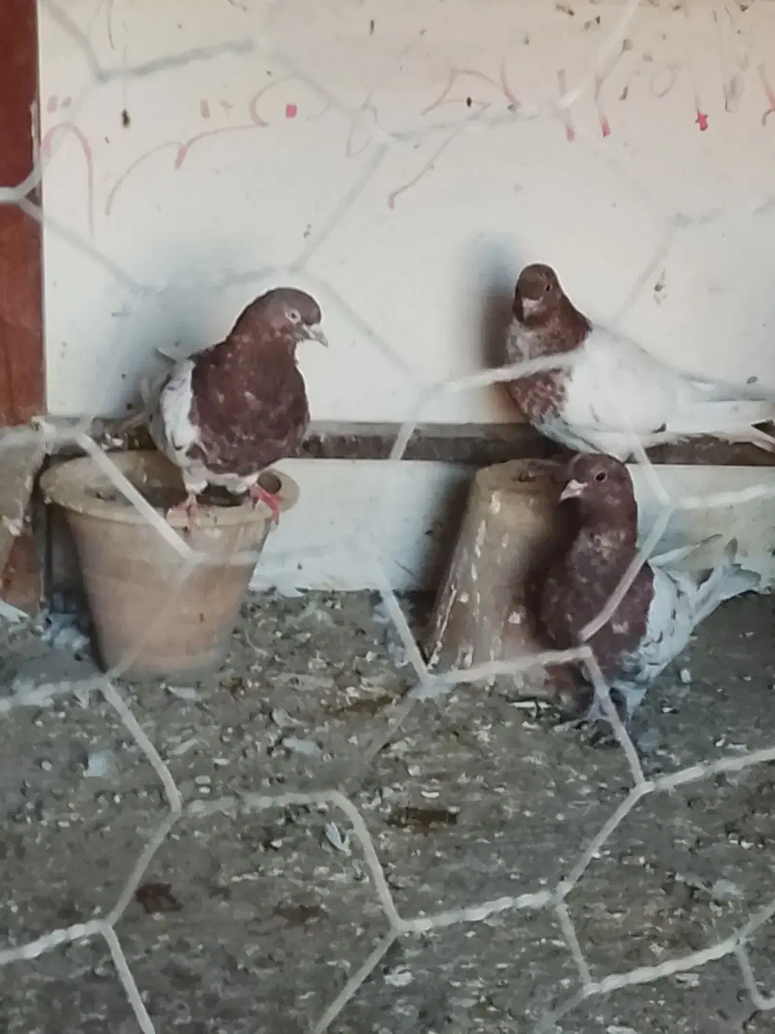 کبوتر|پرنده|خسروشاه, |دیوار