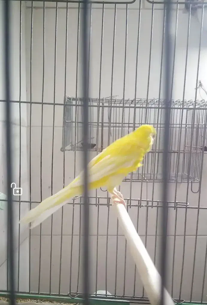 قناری بلند|پرنده|شهرضا, |دیوار