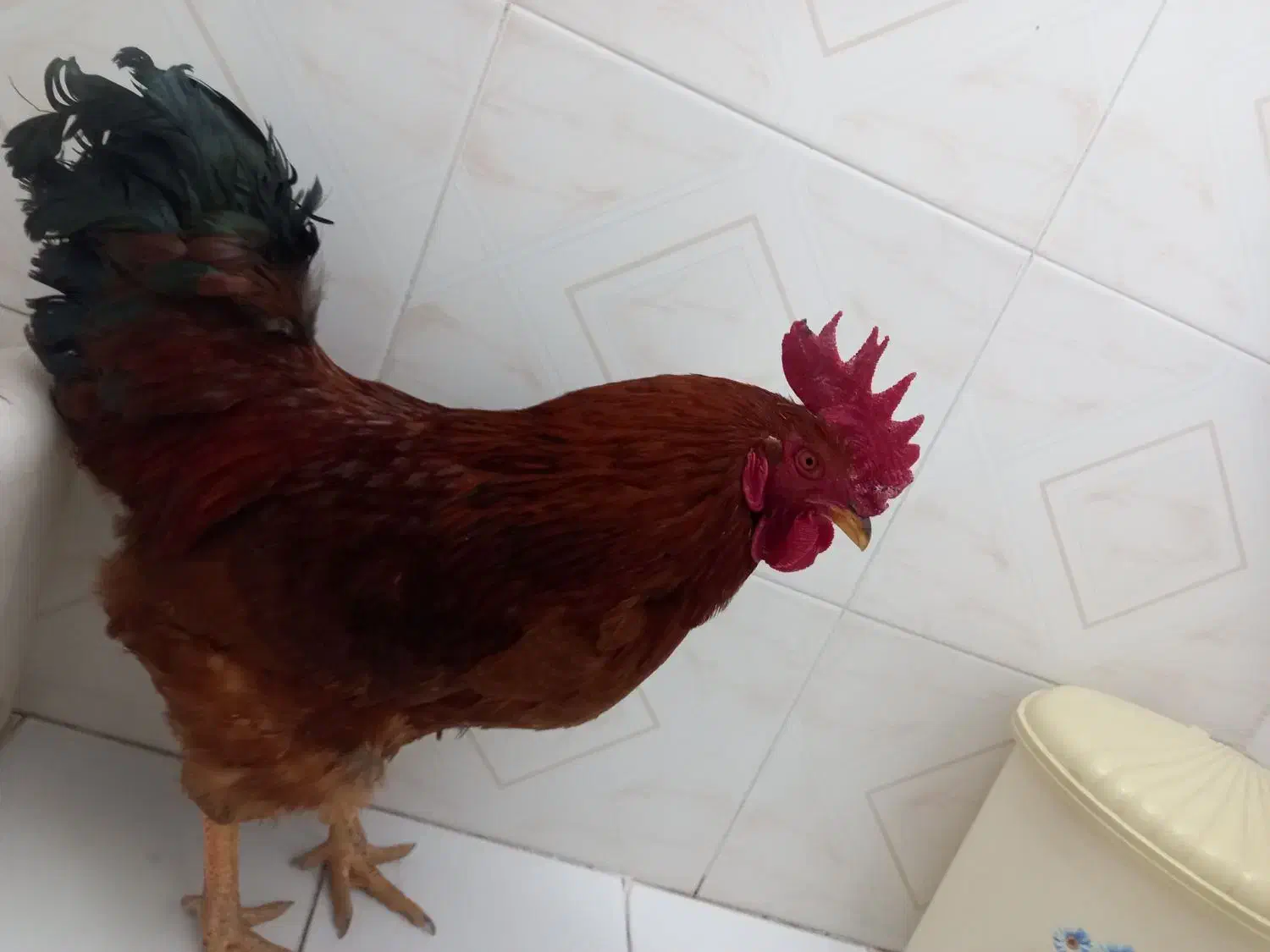 خروس محلی|حیوانات مزرعه|شیراز, میانرود|دیوار