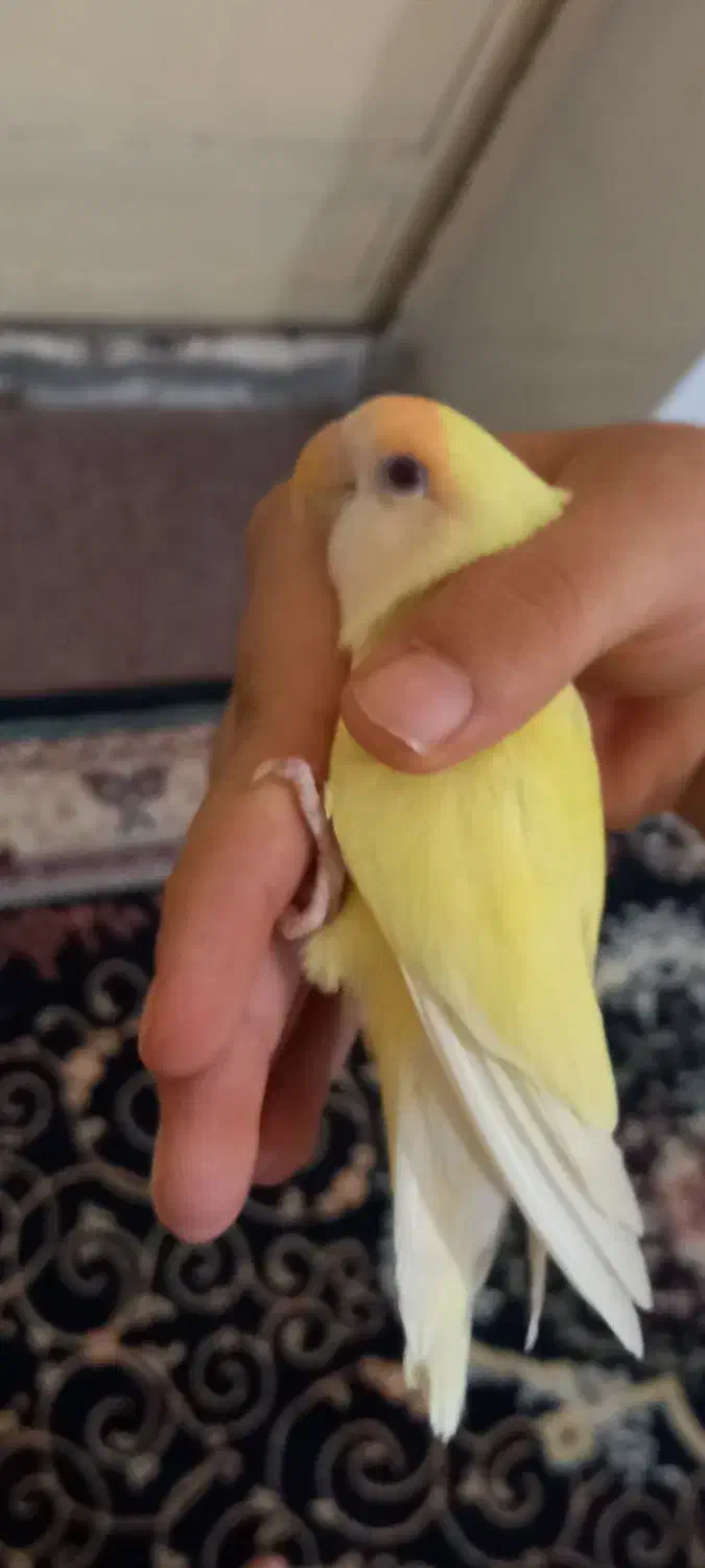 یک عدد طوطی برزیلی|پرنده|امیدیه, |دیوار