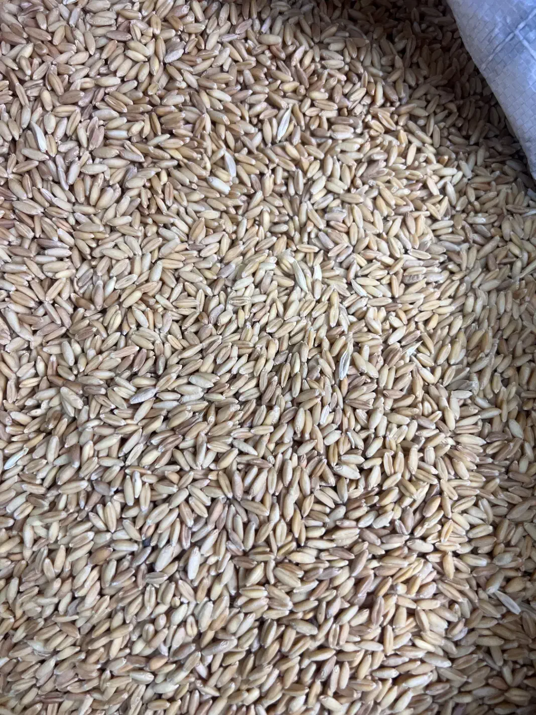 گندم|کالسکه و لوازم جانبی|کرج, اصفهانی‌ها|دیوار