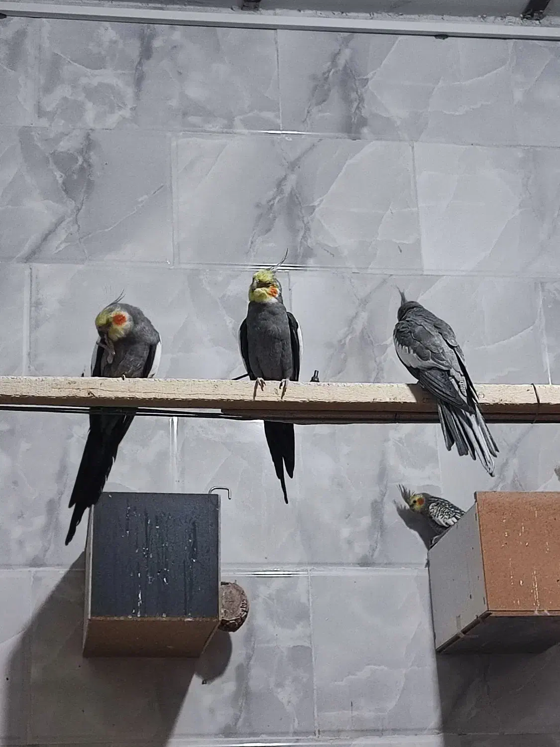 عروس هلندی|پرنده|یزد, |دیوار