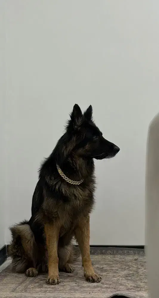 سگ گمشده|حیوانات|بهبهان, |دیوار