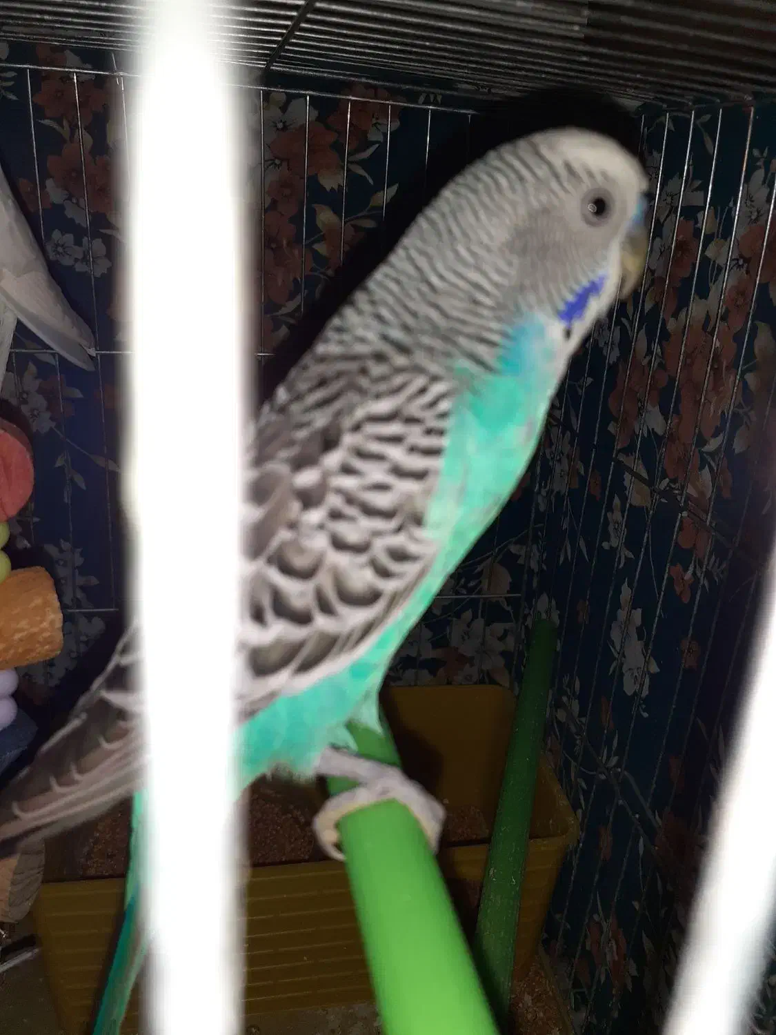 ۴عدد مرغ عشق نرو ماده بالغ|پرنده|بیجار, |دیوار