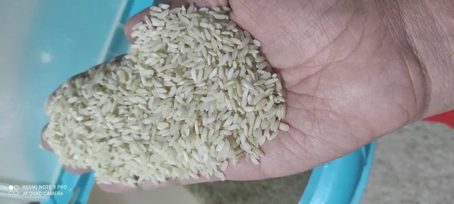 برنج چمپا یاسوج|عمدهفروشی|بندر گناوه, |دیوار