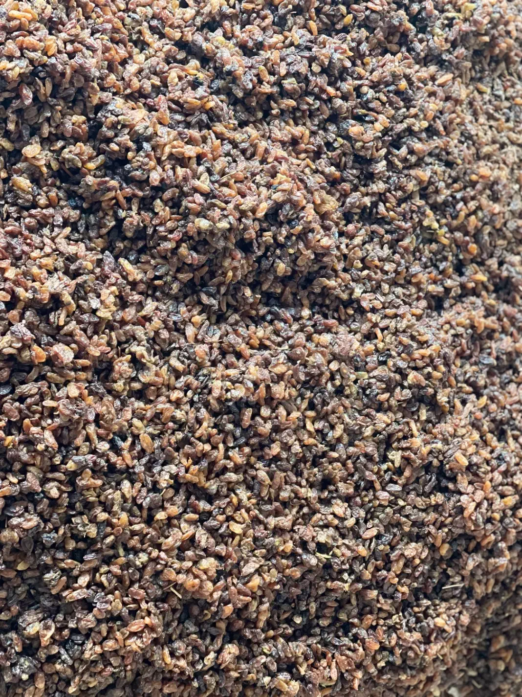 کشمش رضوی کاشمر|عمده‌فروشی|چالوس, |دیوار