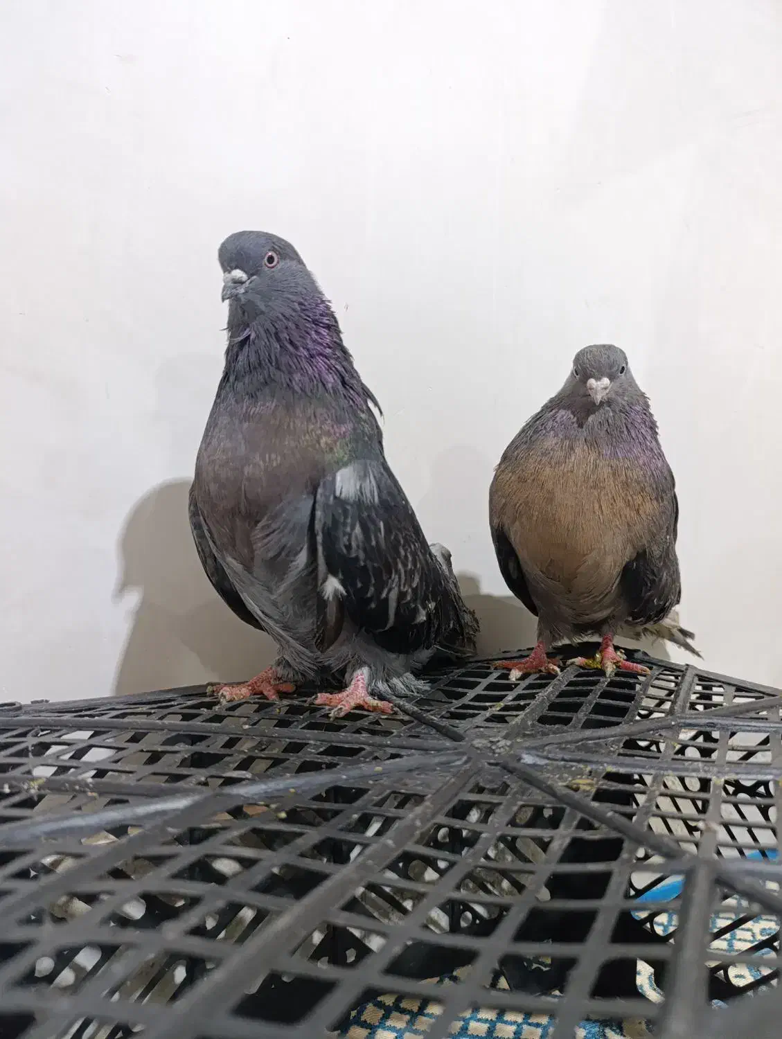 کبوتر سرور|پرنده|میانه, |دیوار