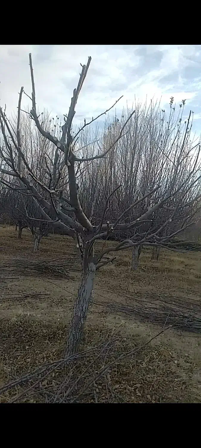 هرس درخت میوه|خدمات باغبانی و درختکاری|ارومیه, |دیوار