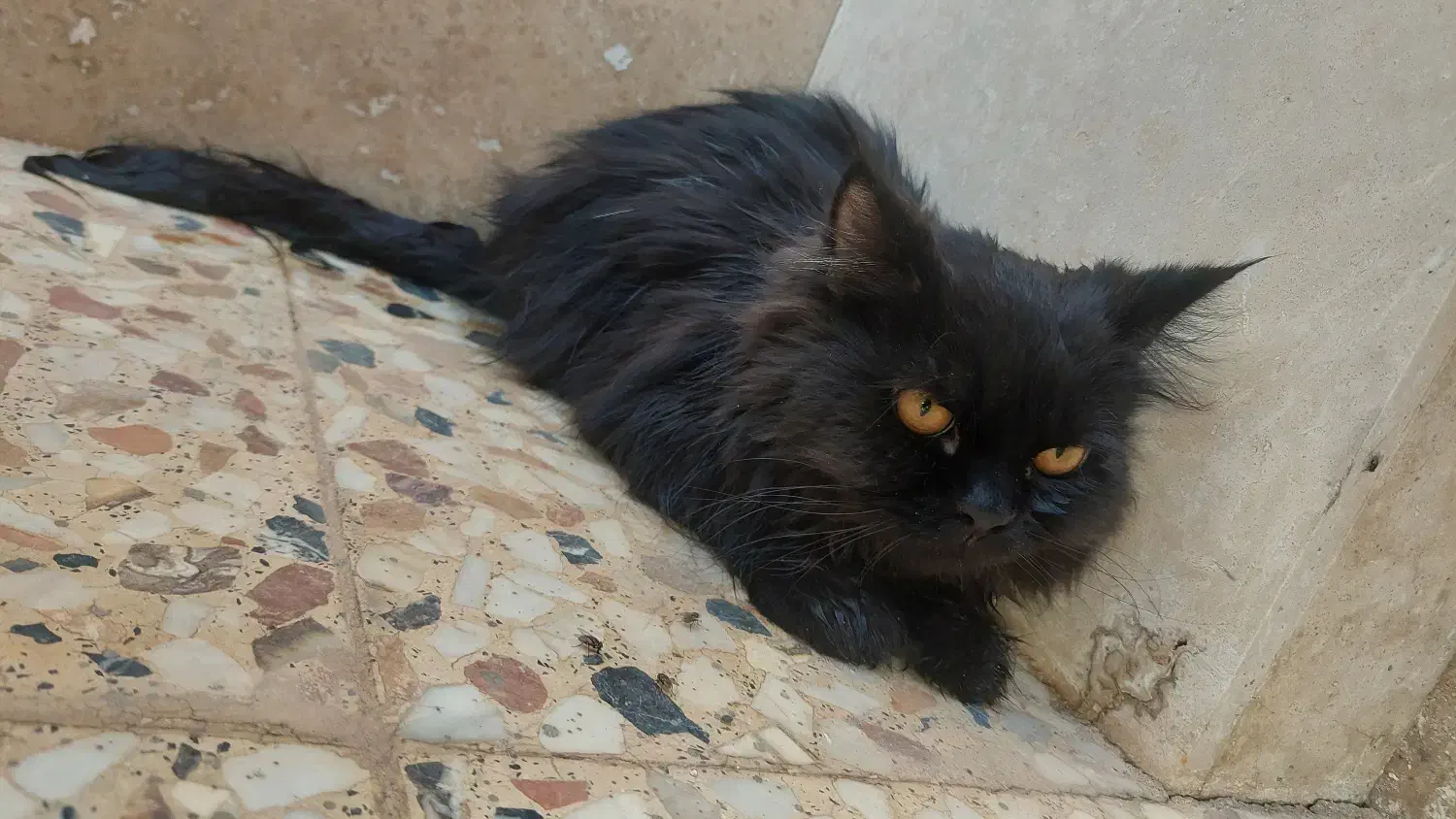 گربه پرشین|گربه|کاشان, زیدی|دیوار