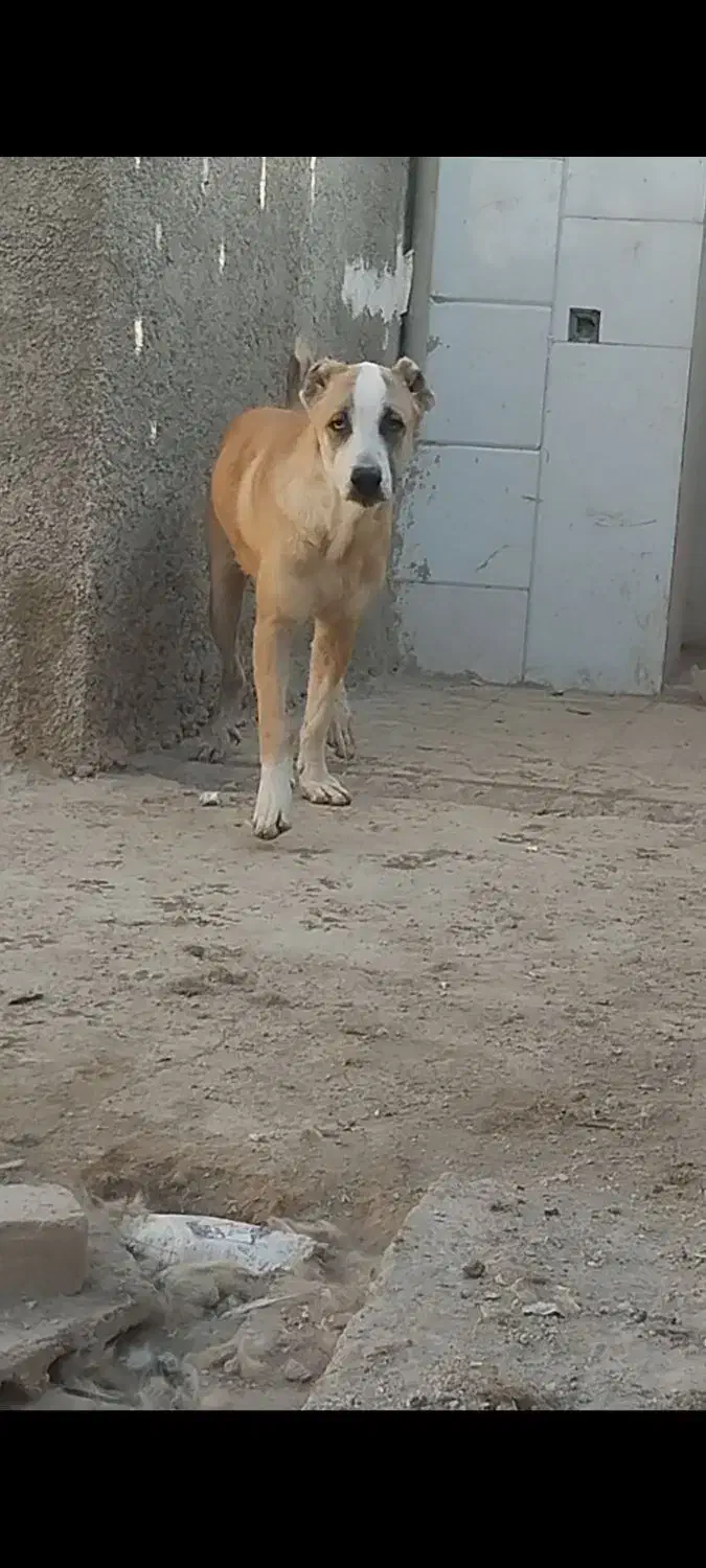 دو عدد آلابای نر ۸ماه|سگ|رباط‌کریم, رباط‌کریم|دیوار