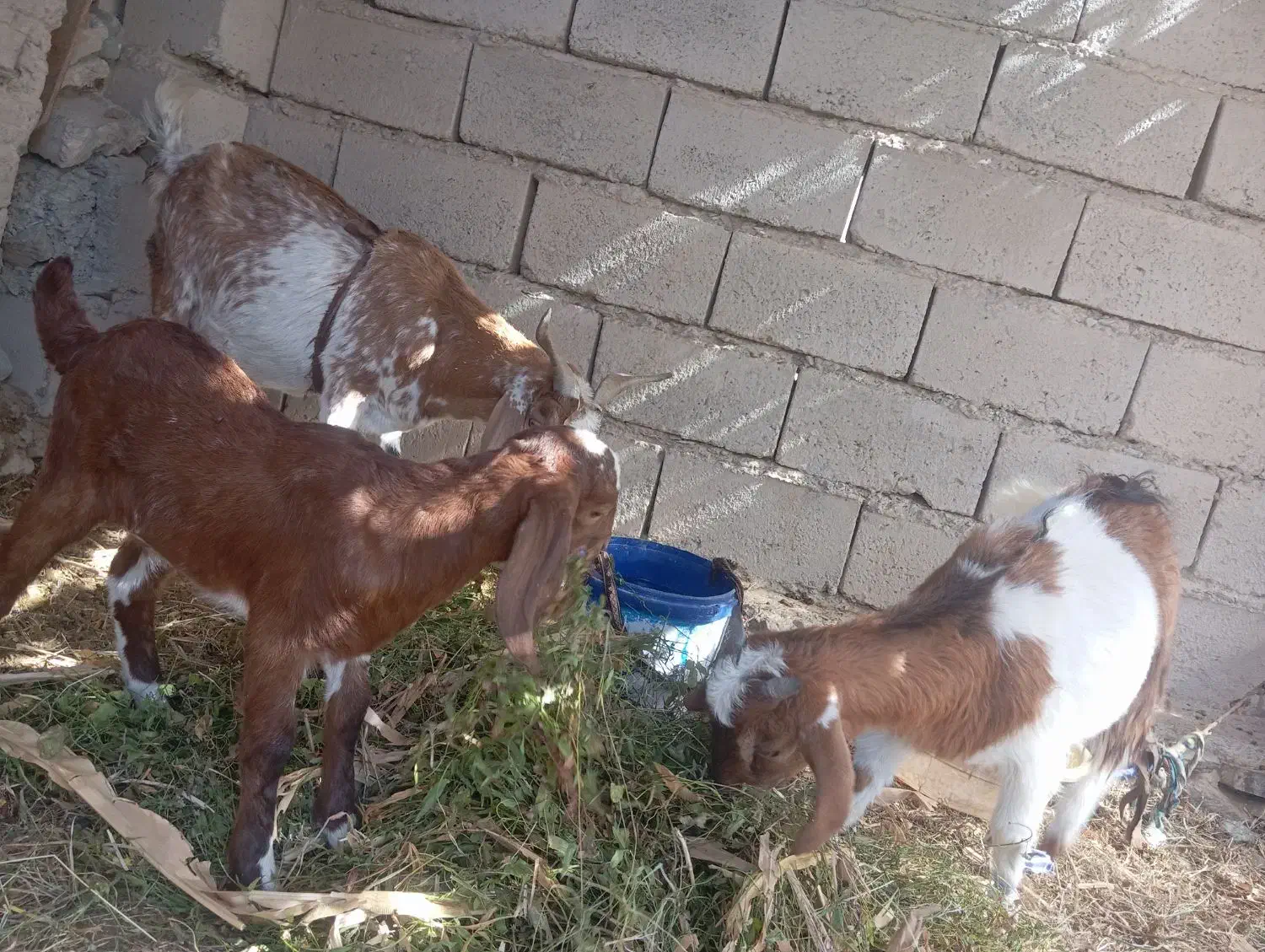 25ملیون|حیوانات مزرعه|سراوان, |دیوار