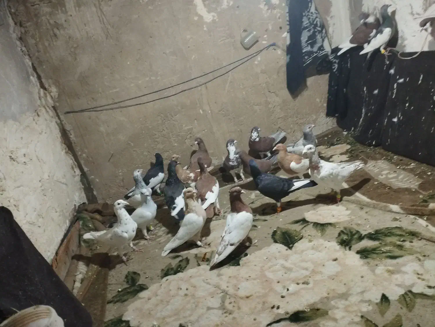 کبوتر|پرنده|الوند, |دیوار