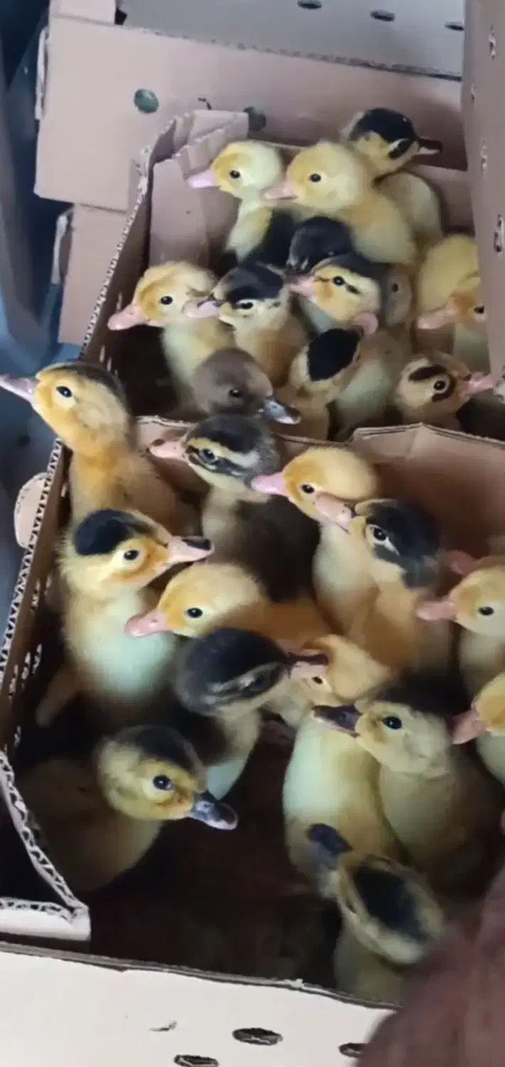 جوجه گلپایگانی یک روزه/ جوجه اردک پکنی یک روزه|حیوانات مزرعه|جوادآباد, |دیوار