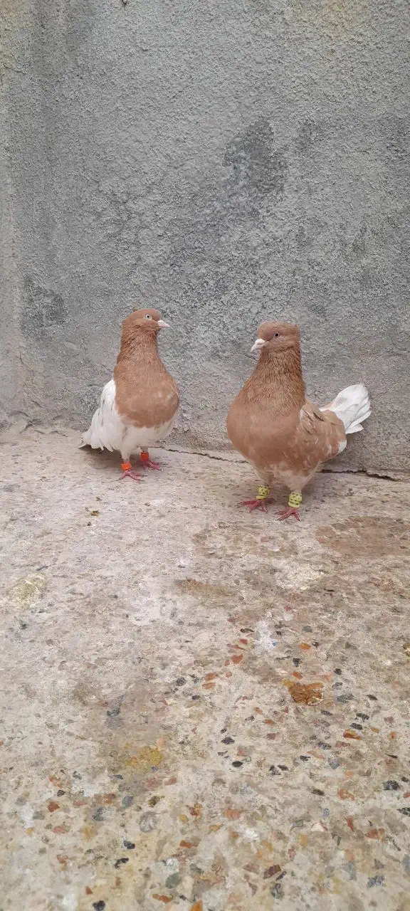 زرد جفت|سگ|بجنورد, |دیوار