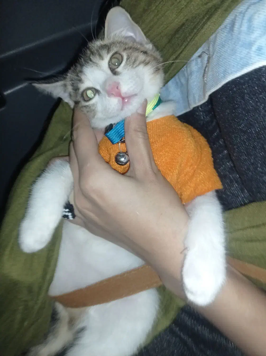 گربه خوشگل  ناز|گربه|گرگان, |دیوار