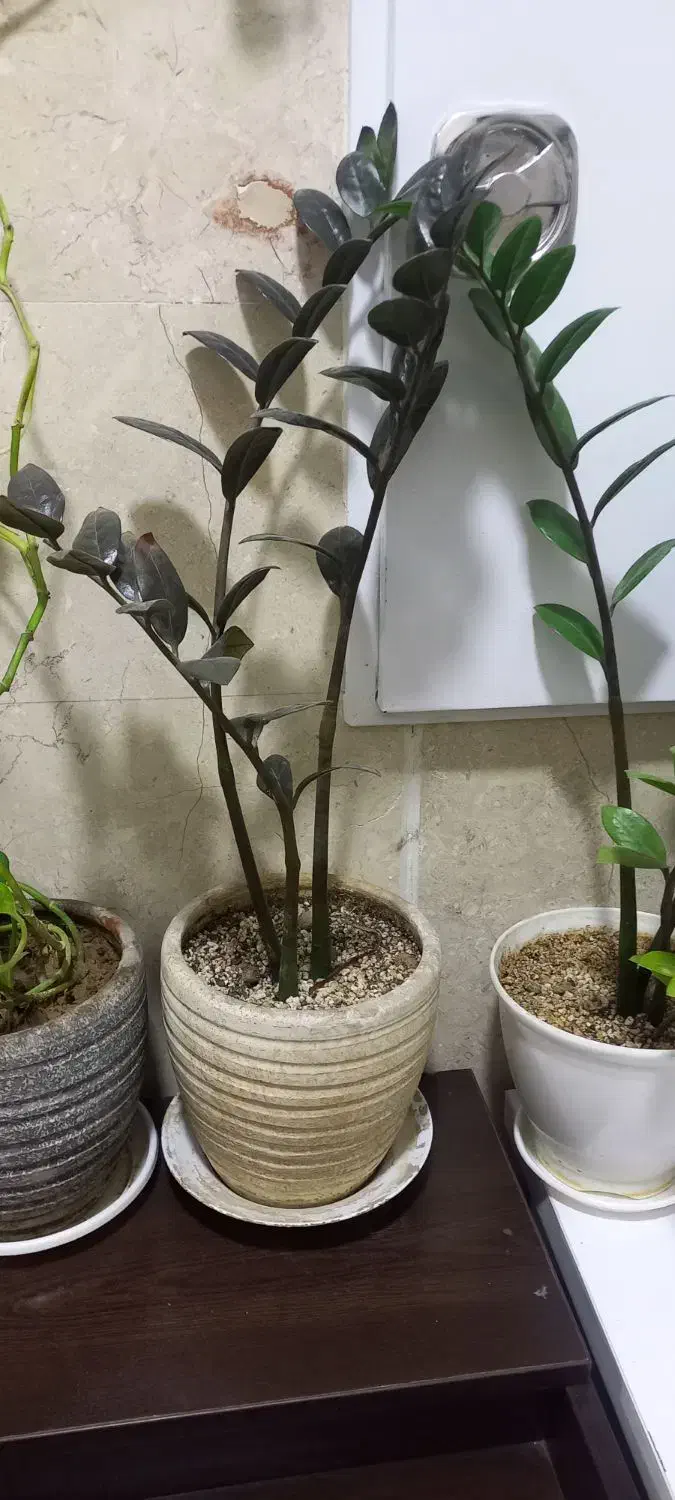 گل زاموفیلیا|گل و گیاه طبیعی|تهران, استقلال|دیوار