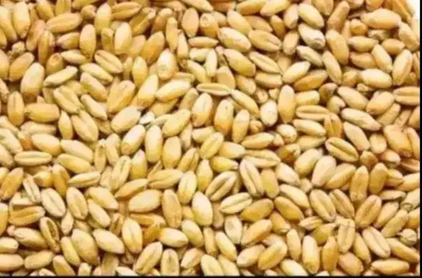 گندم|لوازم جانبی حیوانات|دینور, |دیوار