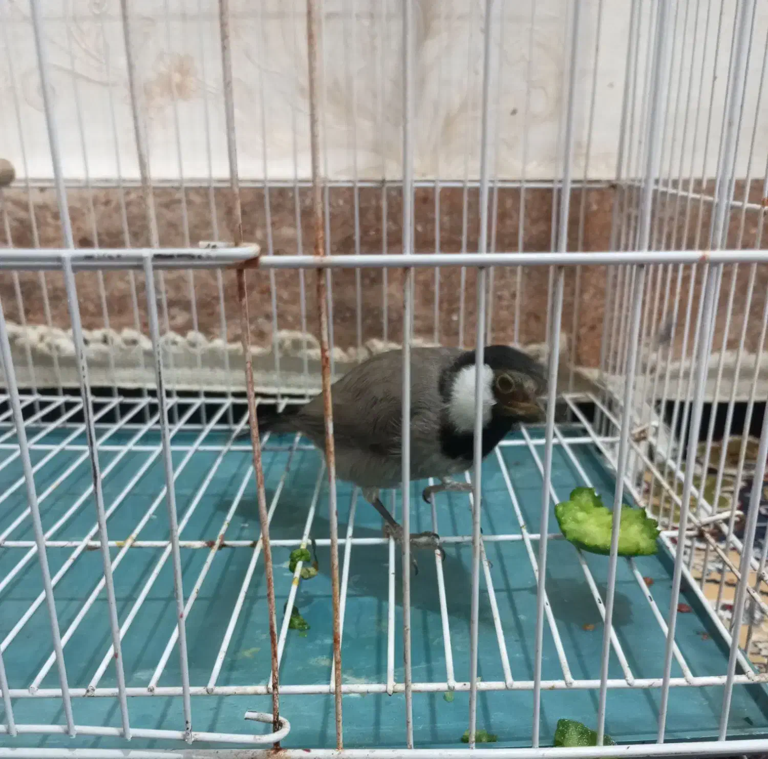 قفس|لوازم جانبی حیوانات|رامهرمز, |دیوار