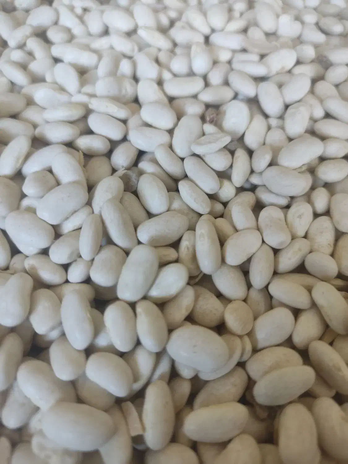 لوبیاسفید|خوردنی و آشامیدنی|ازنا, |دیوار