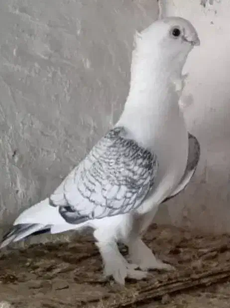 گمشده دوکت طاوسی|حیوانات|بندر ماهشهر, |دیوار