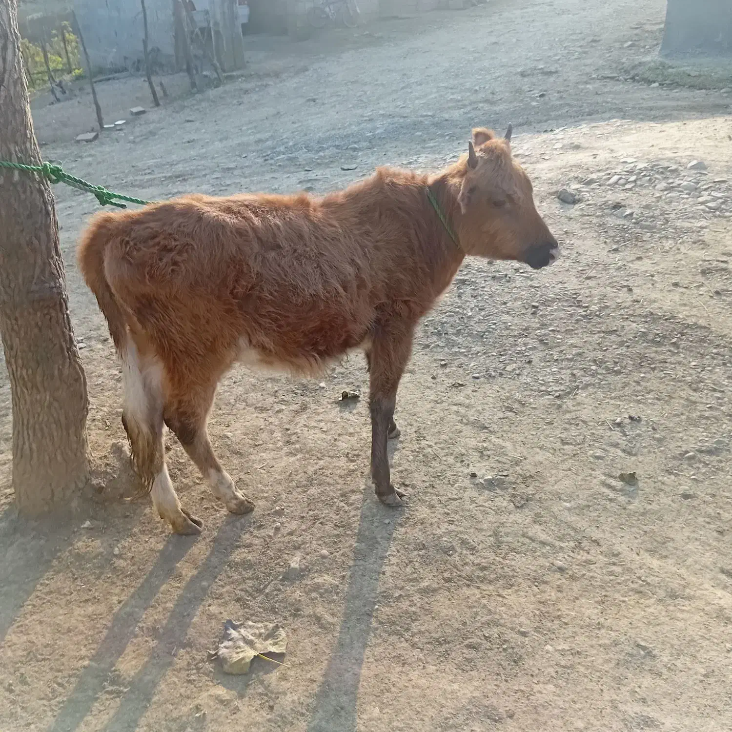 حیوانات مزرعه|حیوانات مزرعه|سیاهکل, |دیوار