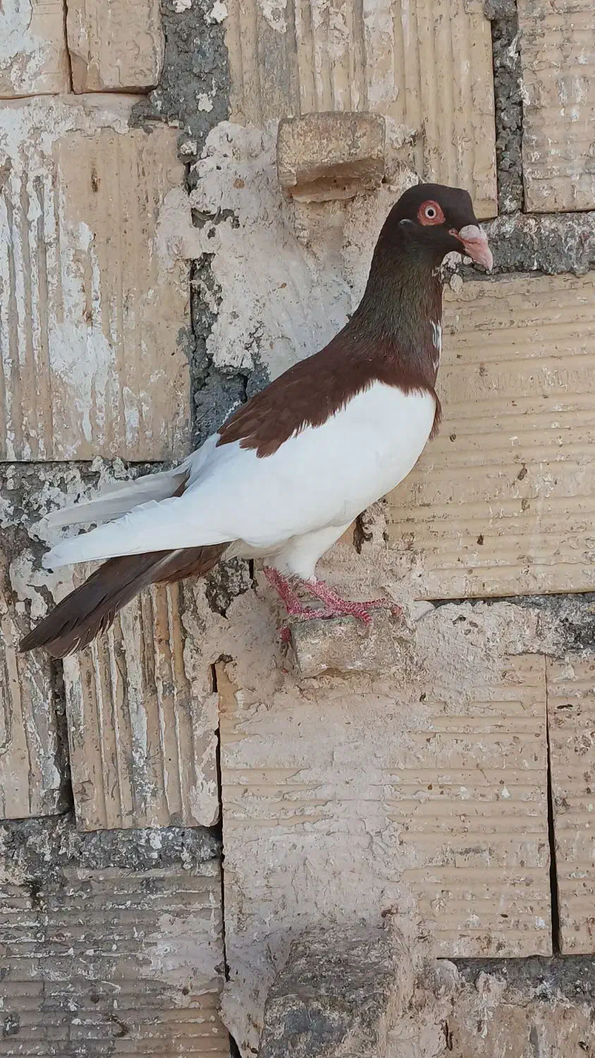 کبوتر یهودی|پرنده|گلمکان, |دیوار