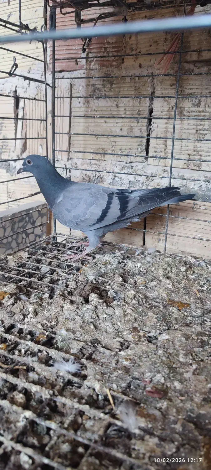 کبوتر پلاکی|پرنده|تبریز, |دیوار