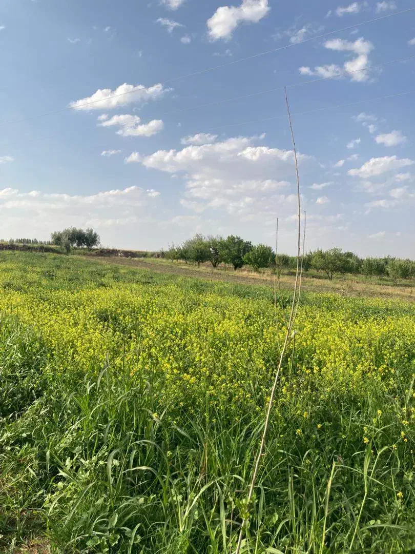 فروش باغ۲۲۰۰ متری واقع در زنجانرود(روستای قاهران)|فروش زمین و ملک کلنگی|زنجانرود, |دیوار