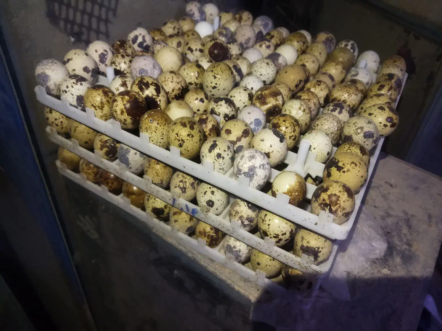 تخم بلدرچین نطفه دار باز دهی بالا|حیوانات مزرعه|خمینیشهر, |دیوار