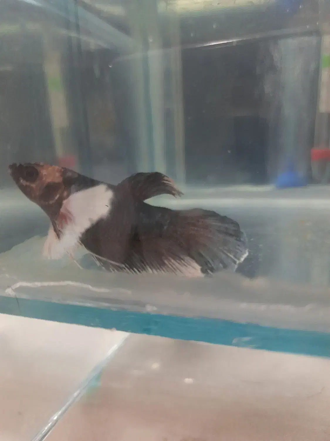 فایتر|ماهی|اهواز, معین زاده|دیوار