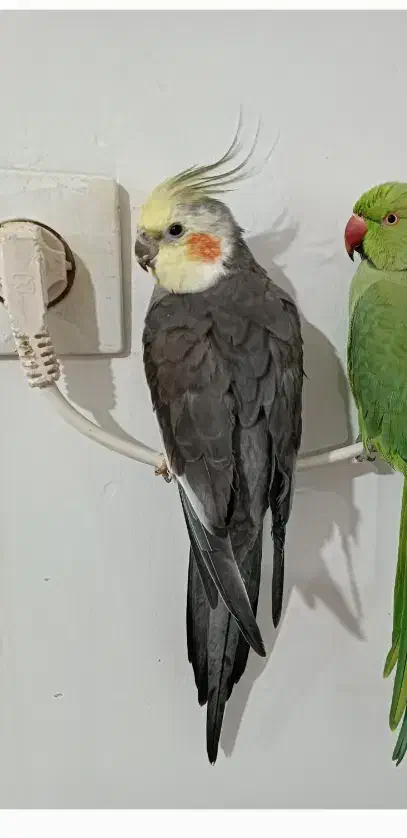 عروس طوطی گم شده|پرنده|قزوین, |دیوار