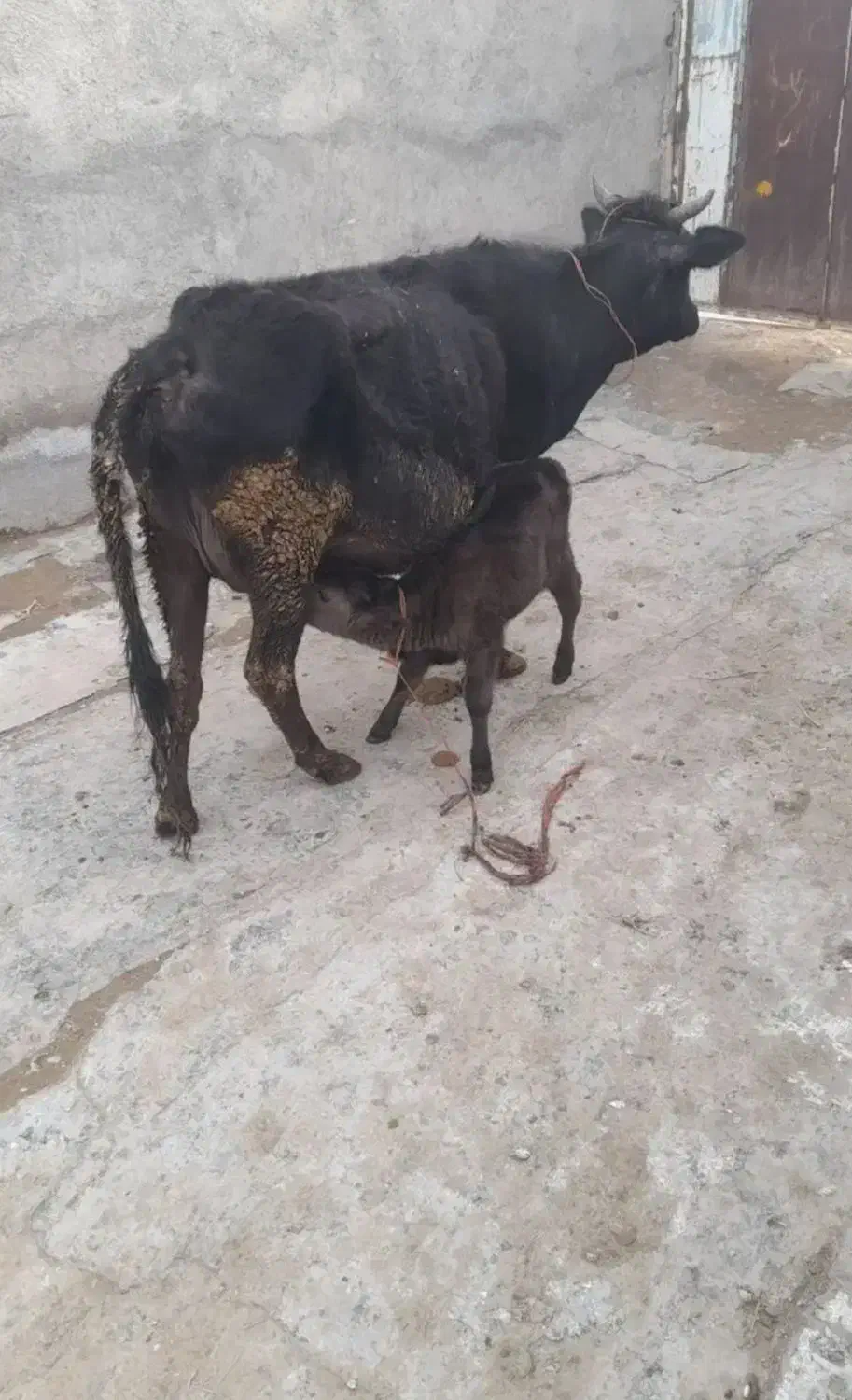 گاو شیری|حیوانات مزرعه|قیدار, |دیوار