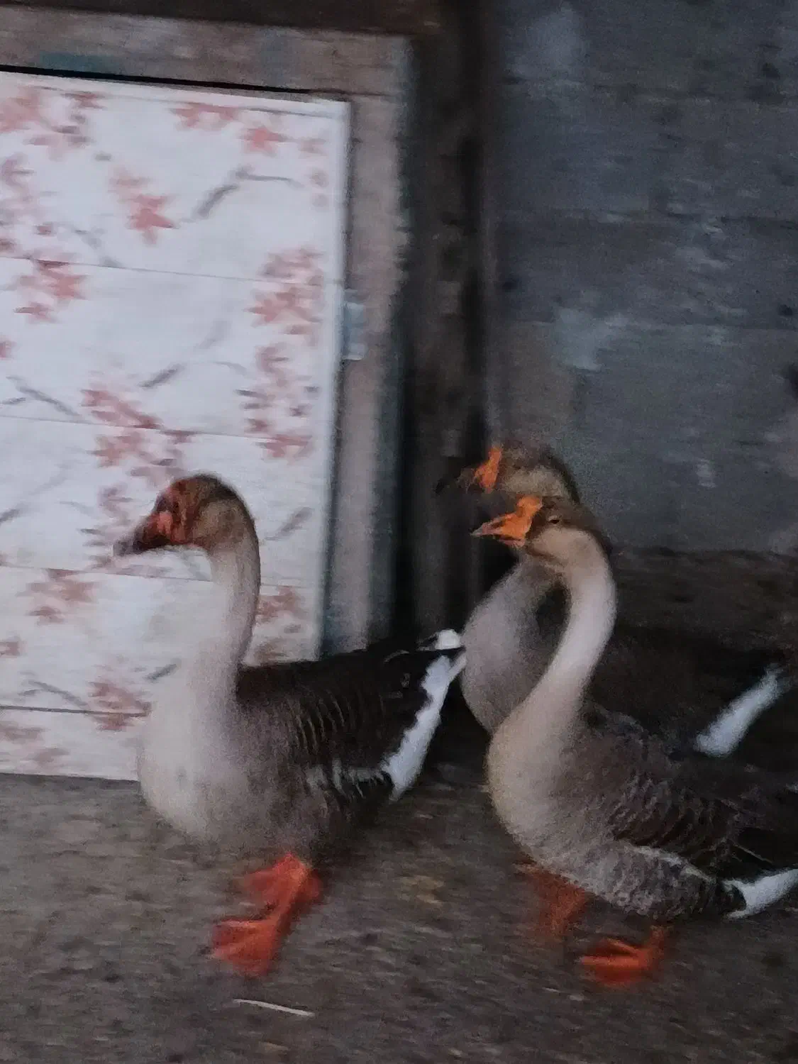 قوغاز|حیوانات مزرعه|شفت, |دیوار