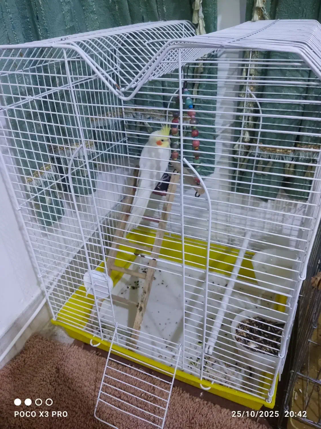 یک عدد عروس نر|پرنده|تهران, فرحزاد|دیوار