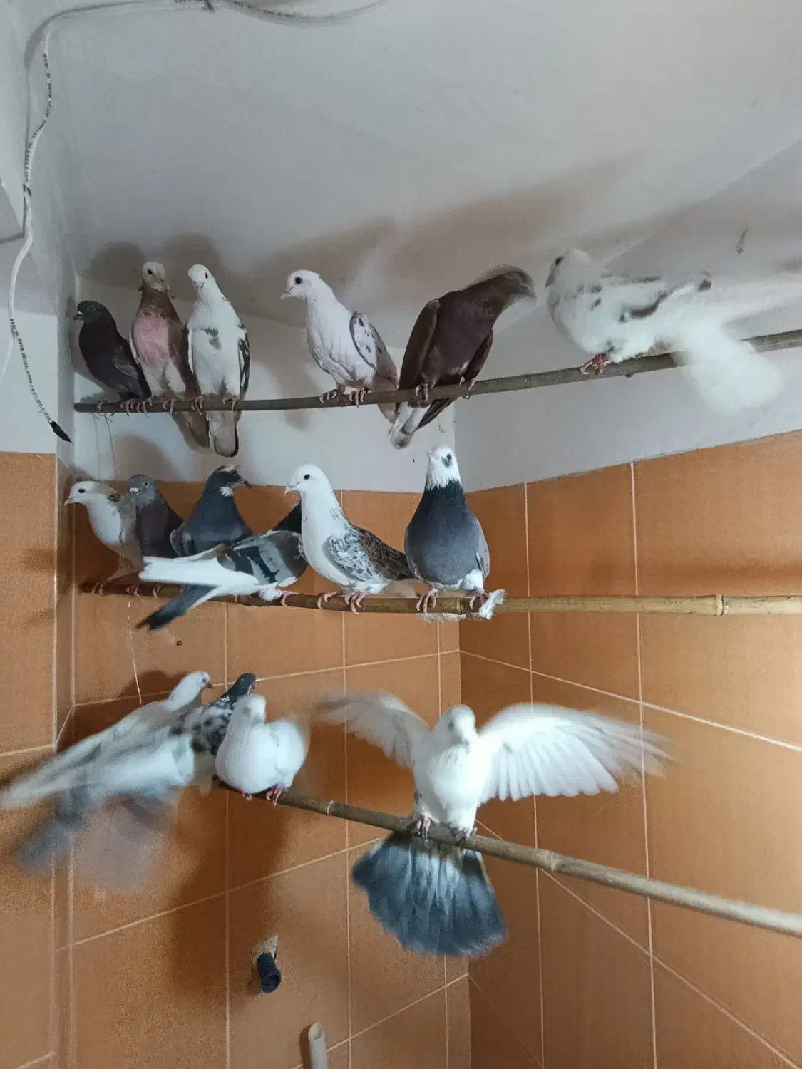 کفتر تهرانی پرشی|پرنده|شهریار, شهرک وائین|دیوار