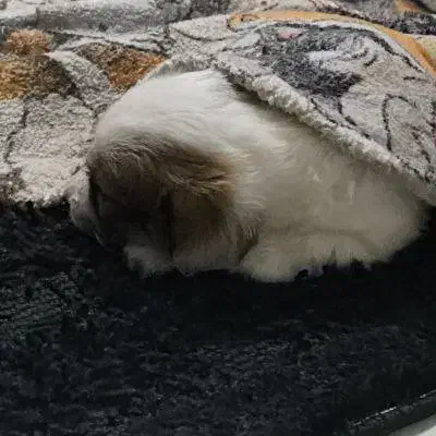 حیوان خانگی|سگ|تهران, فلسطین (میدان انقلاب)|دیوار