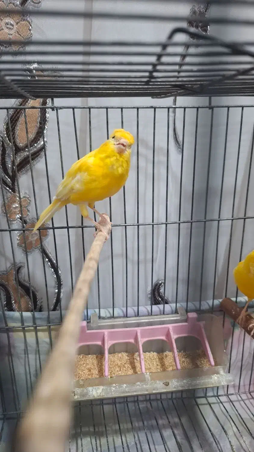 قناری نر|پرنده|بروجرد, |دیوار