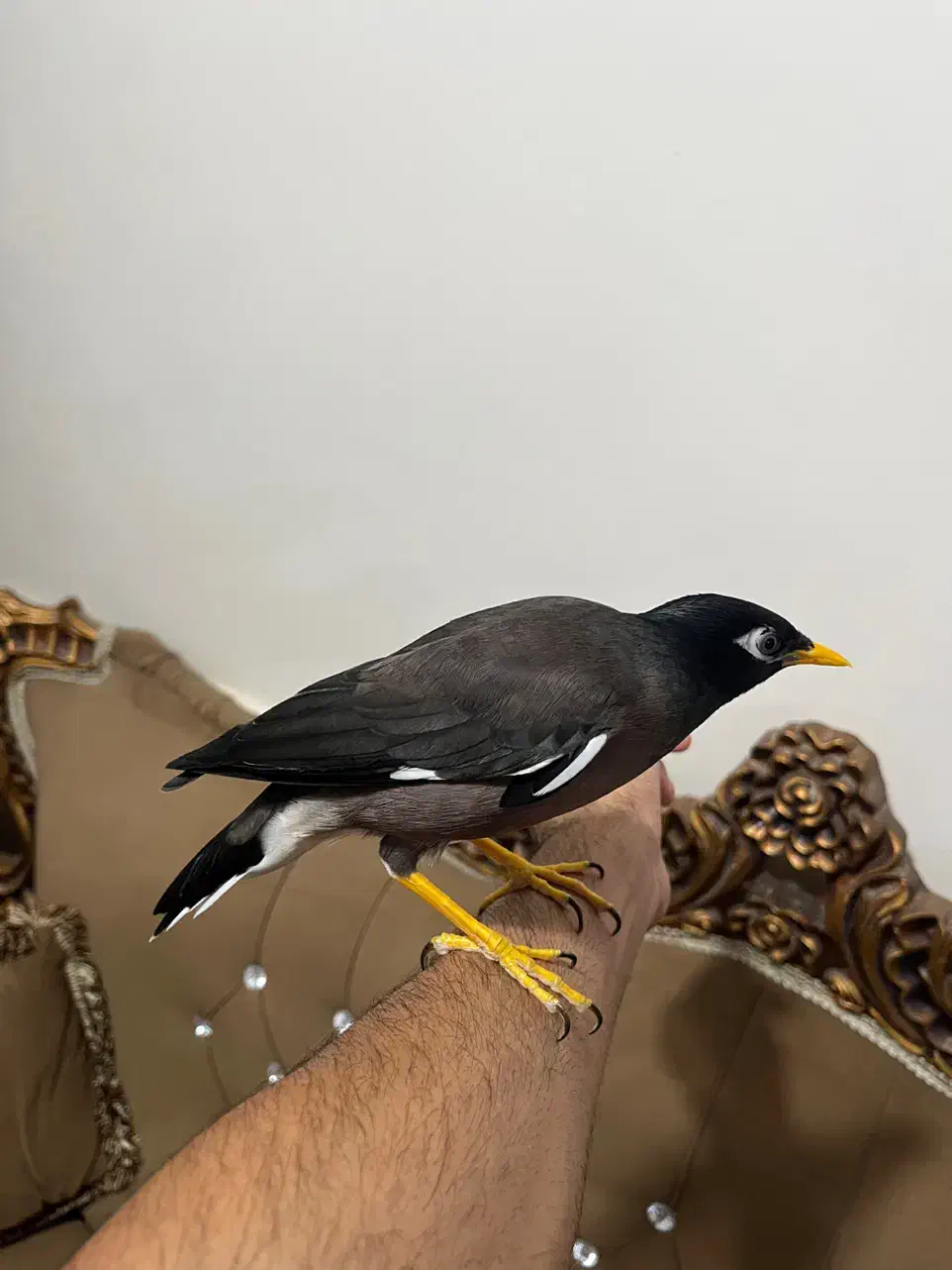 مینا افغانی سخنگو فول آشتی تعویض با قناری|پرنده|بندرعباس, |دیوار