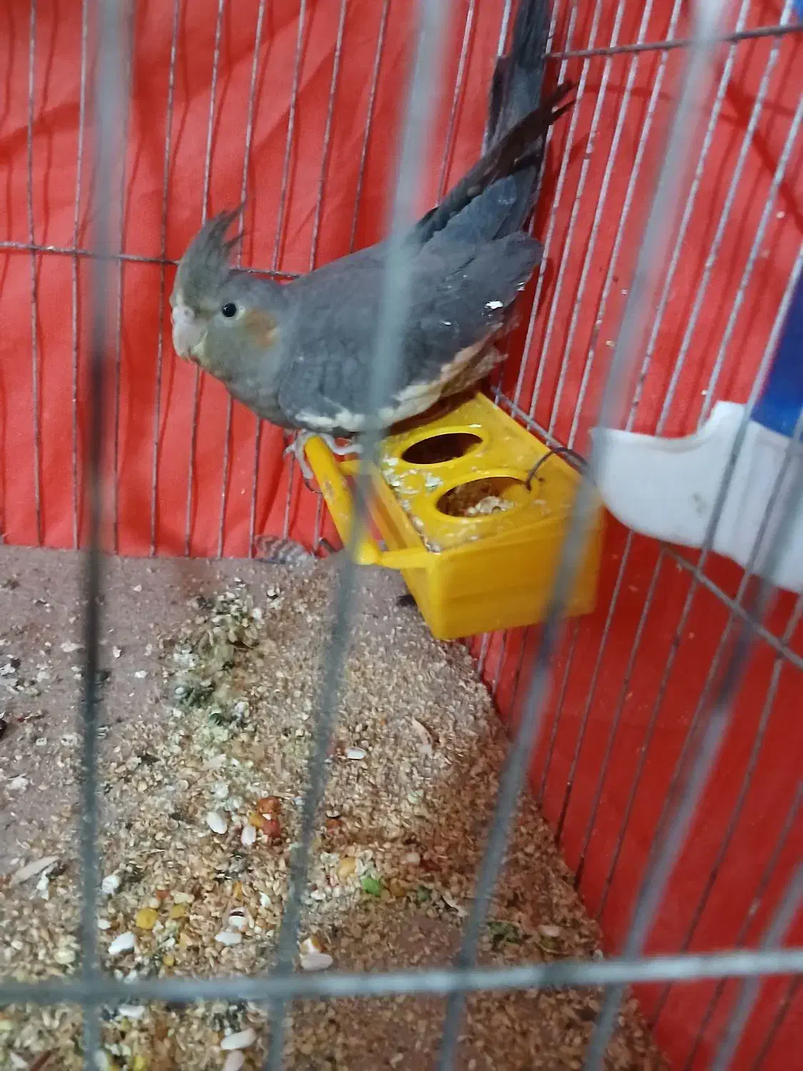 یک عدد عروس نر|پرنده|پیشوا, |دیوار