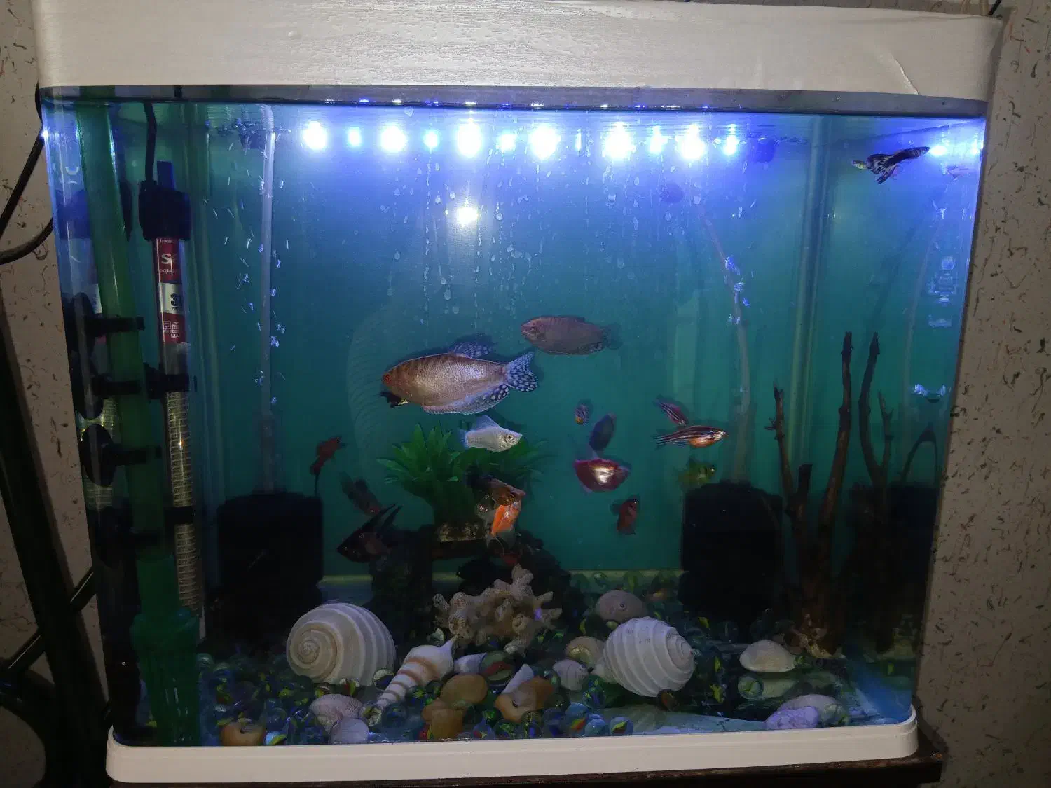 آکواریوم|ماهی|بندر انزلی, ژاندارمری|دیوار