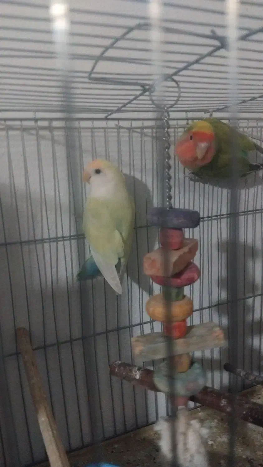 یک جفت کوتوله برزیلی|پرنده|گرگان, |دیوار