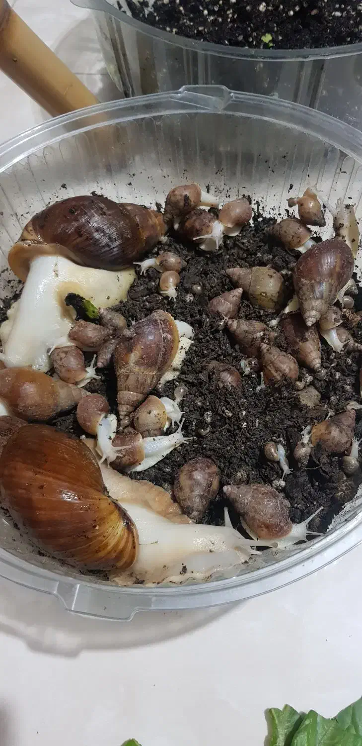 حلزون آچاتینا البینو افریقایی|خزنده|کرج, ساسانی (قلمستان)|دیوار