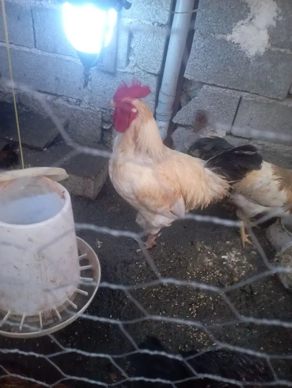 فروش خروس محلی زرنگ|حیوانات مزرعه|لوندویل, |دیوار