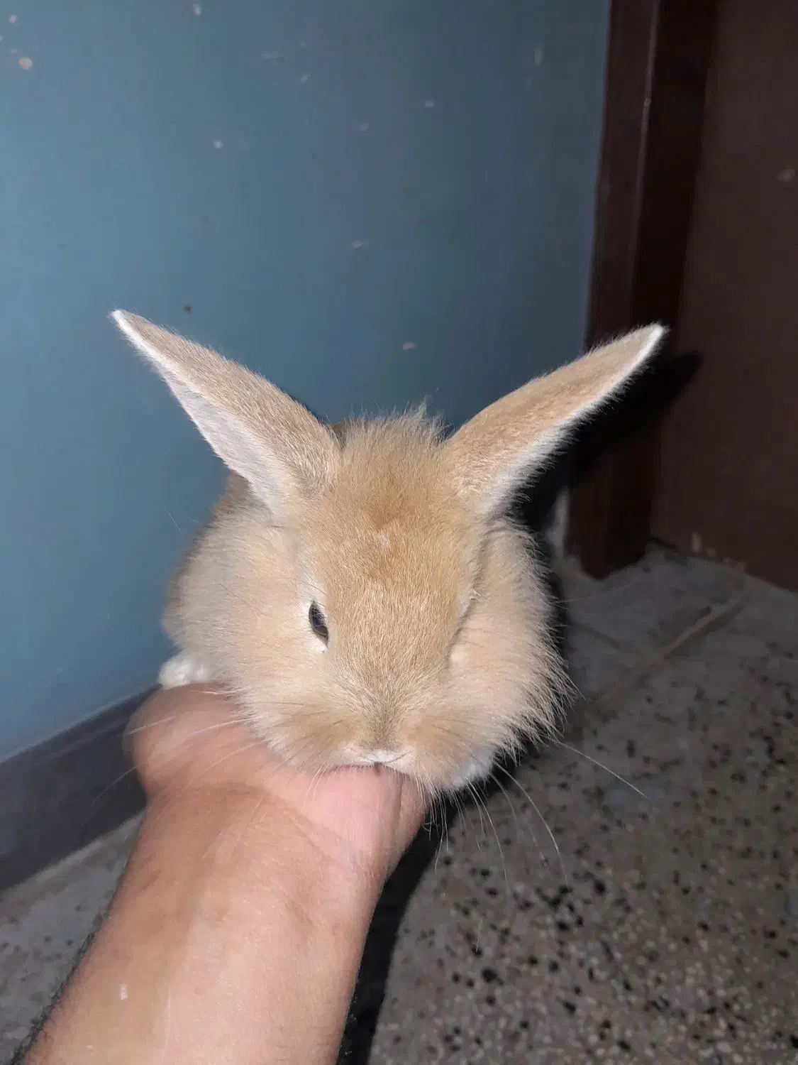 خرگوش لوپ|موش و خرگوش|خورموج, |دیوار