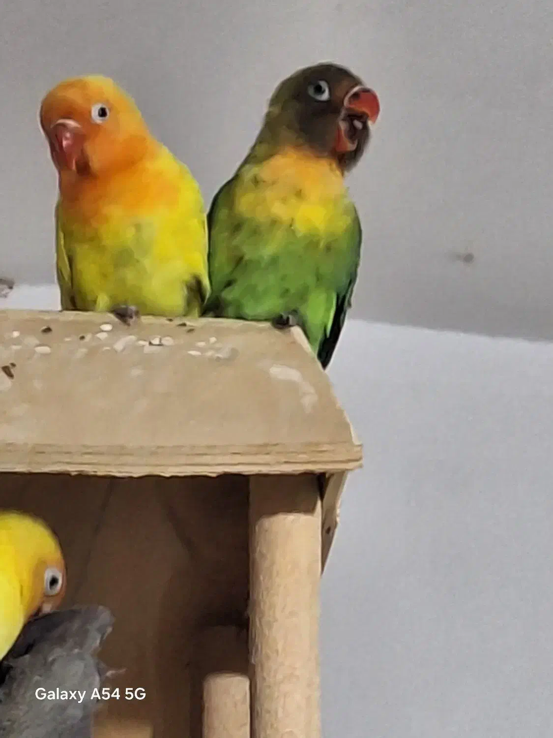 طوطی برزیلی دو ماهه تازه دون خور|پرنده|فردیس, شهرک شهید حسینی|دیوار